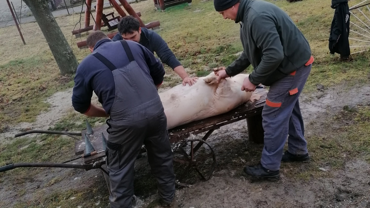 Obecná zabíjačka 15.2.2020 Obecná zabíjačka 15.2.2020